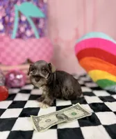 Toy liver pepper boy, a male Miniature Schnauzer for sale in Pearson, GA – 3 of 4