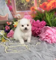 Cream Boy, a male Pomeranian for sale in Pearson, GA – 4 of 5