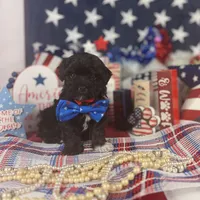 Tiny boy , a male Poodle - Toy  and Toy Australian Shepherd for sale in Pearson, GA – 1 of 4