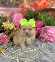 Cream girl , a female Pomeranian for sale in Pearson, GA – 3 of 3