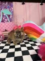 Tiny sable girl , a female Pomeranian for sale in Pearson, GA – 5 of 5
