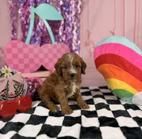 Mini red Boy , a male Cavapoo for sale in Pearson, GA – 1 of 4