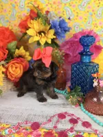 Tcup Shorkie girl , a female Shorkie for sale in Pearson, GA – 3 of 3