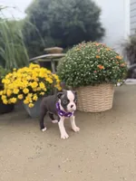Pretty girl, a female Boston Terrier for sale in Pearson, GA – 2 of 4
