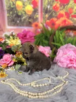 Tiny Sable boy , a male Pomeranian for sale in Pearson, GA – 4 of 5