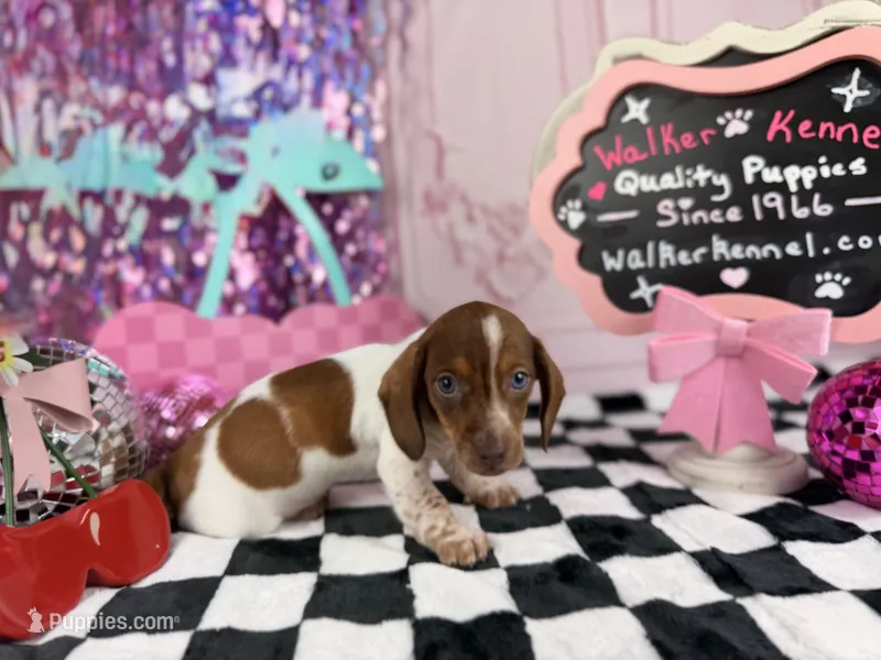 Blue eyed Red Piebald – Miniature Dachshund puppy for sale in Pearson, GA