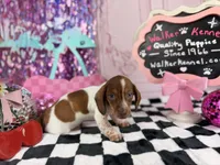 Blue eyed Red Piebald, a male Miniature Dachshund for sale in Pearson, GA – 1 of 4