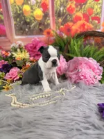 Blue boy , a male Boston Terrier for sale in Pearson, GA – 3 of 4