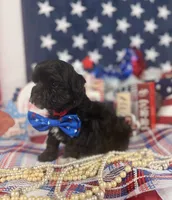 Tiny boy , a male Poodle - Toy  and Toy Australian Shepherd for sale in Pearson, GA – 3 of 4