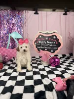 Toy female , a female Cavapoo for sale in Pearson, GA – 4 of 4