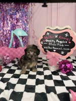 Merle Toy Boy, a male Cavapoo for sale in Pearson, GA – 2 of 4