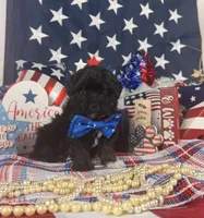 Tiny boy , a male Poodle - Toy  and Toy Australian Shepherd for sale in Pearson, GA – 2 of 4