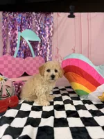 Cream Toy Boy , a male Cavapoo for sale in Pearson, GA – 3 of 4