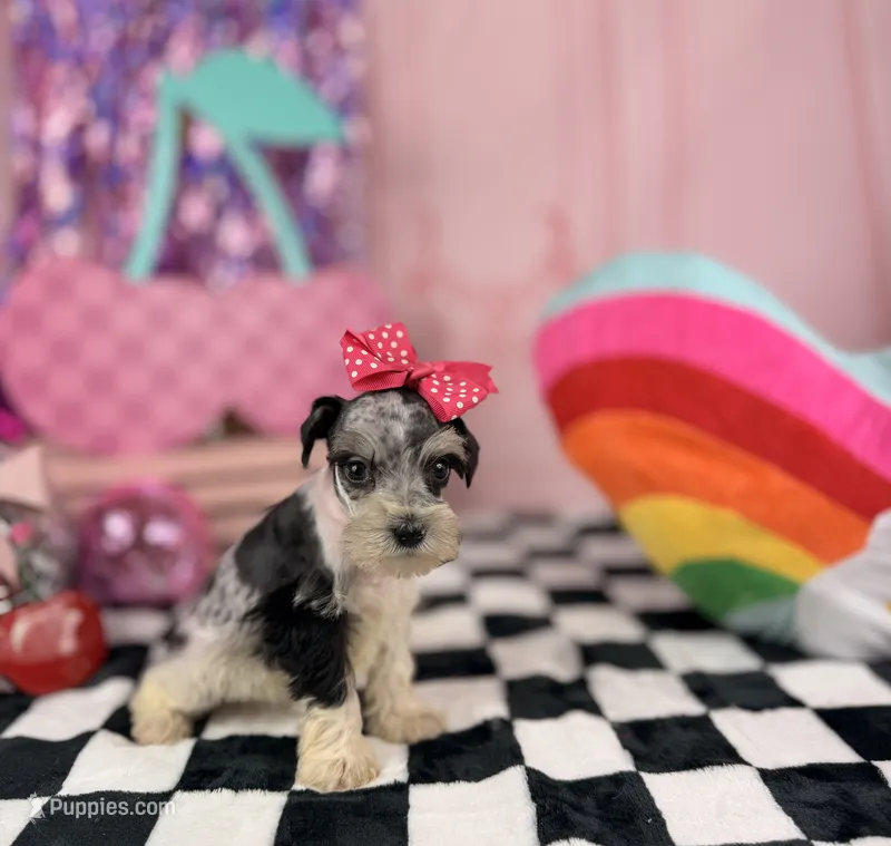 Toy Merle girl  – Miniature Schnauzer puppy for sale in Pearson, GA