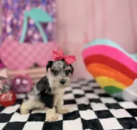 Toy Merle girl , a female Miniature Schnauzer for sale in Pearson, GA – 1 of 4