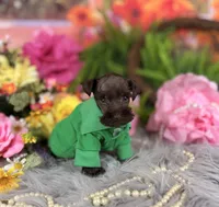 Tiny Chocolate boy, a male Miniature Schnauzer for sale in Pearson, GA – 2 of 3