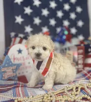 Toy Aussiedoodle boy, a male Poodle - Toy  and Toy Australian Shepherd for sale in Pearson, GA – 3 of 3