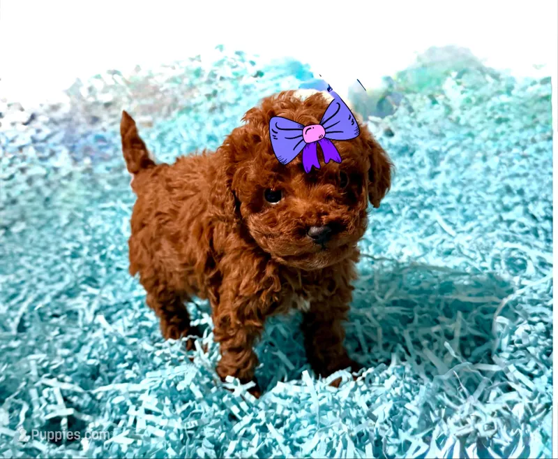 Tiny Toy Red Girl – Cavapoo puppy for sale in Pearson, GA