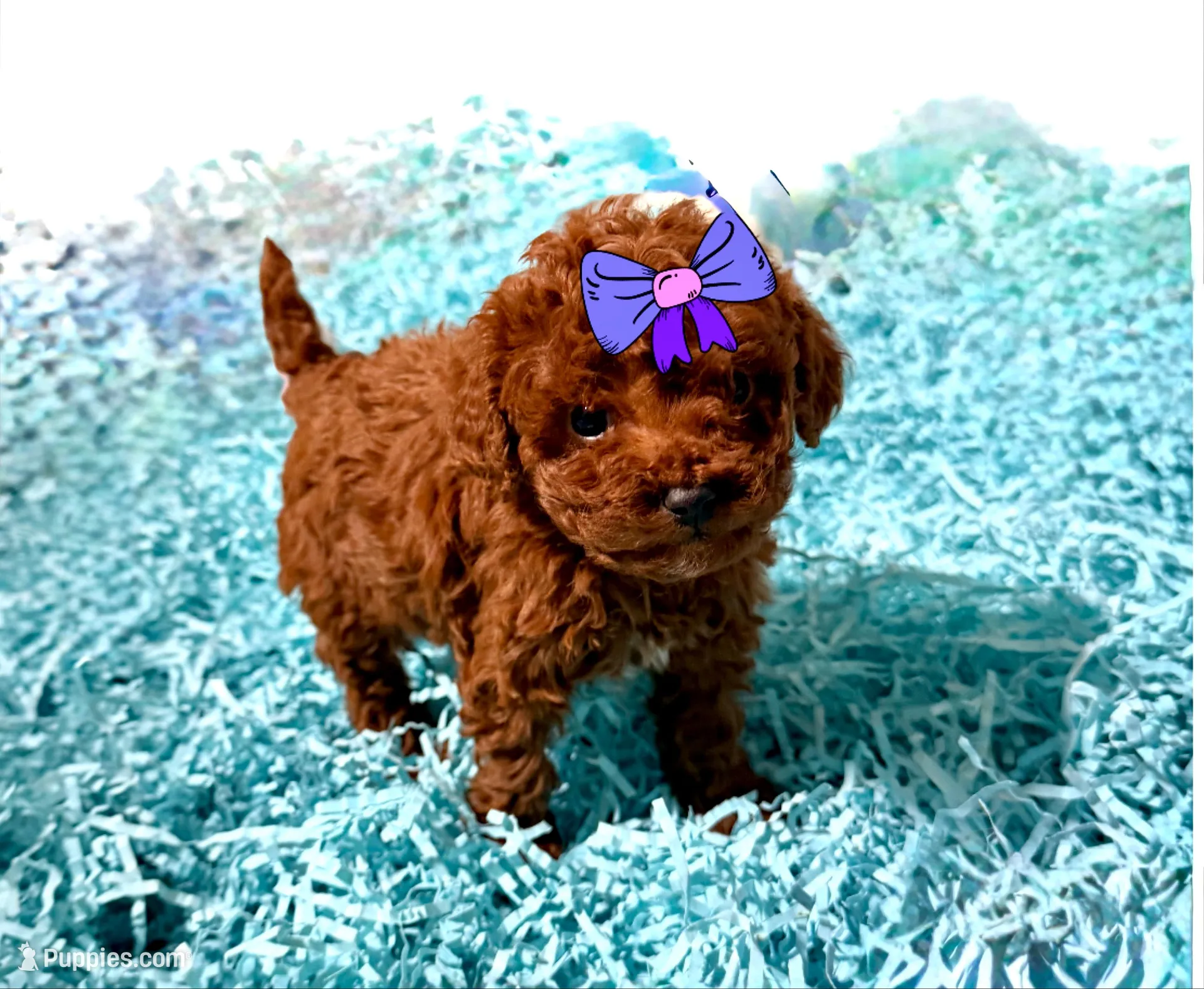 Tiny Toy Red Girl, a female Cavapoo for sale in Pearson, GA – Photo 1 of 9