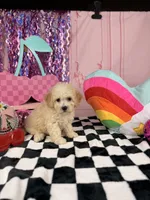 Ivory Toy Boy, a male Cavapoo for sale in Pearson, GA – 3 of 3