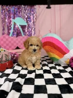 Apricot male Toy, a male Cavapoo for sale in Pearson, GA – 2 of 4