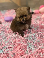 Tiny Sable boy , a male Pomeranian for sale in Pearson, GA – 5 of 5