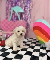 Tiny ivory boy, a male Maltipoo for sale in Pearson, GA – 1 of 4