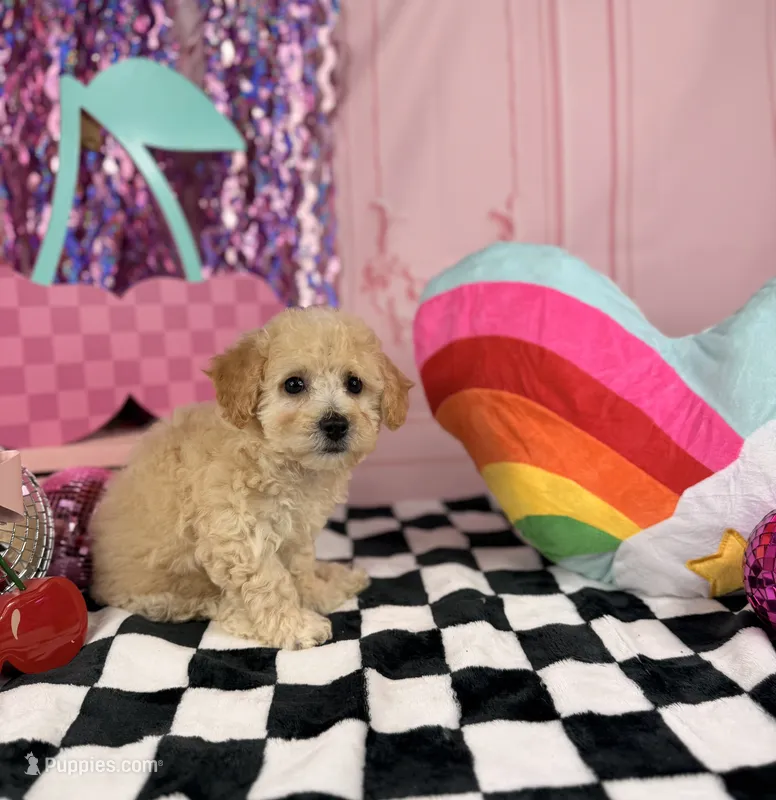Cream Toy Boy  – Cavapoo puppy for sale in Pearson, GA