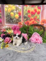 Parti Girl , a female Pomeranian for sale in Pearson, GA – 5 of 5