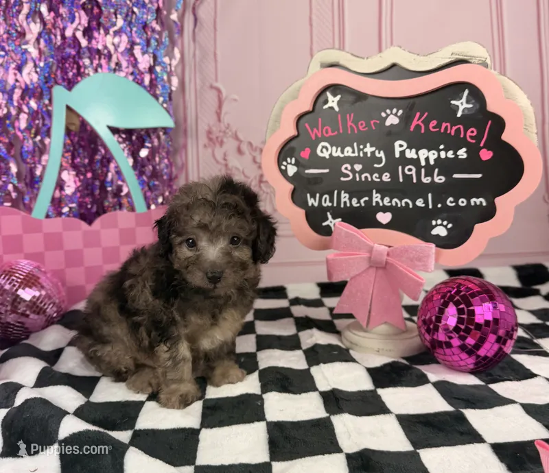 Merle Toy Boy – Cavapoo puppy for sale in Pearson, GA