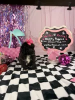 Toy Girl, a female Cavapoo for sale in Pearson, GA – 3 of 4