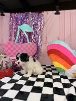 Tiny Parti boy, a male Maltipoo for sale in Pearson, GA – 2 of 4
