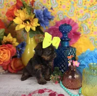 Tiny Girl, a female Shorkie for sale in Pearson, GA – 3 of 4