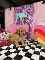 Mini Male , a male Cavapoo for sale in Pearson, GA – 3 of 4