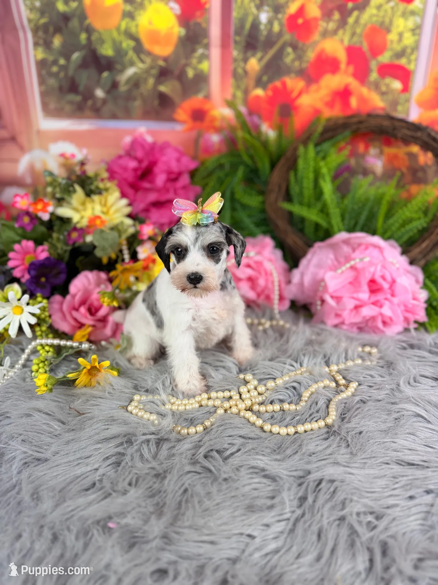 Parti Merle Girl, a female Miniature Schnauzer for sale in Pearson, GA – 3 of 4