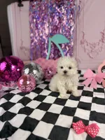 Micro male , a male Maltese for sale in Pearson, GA – 4 of 4