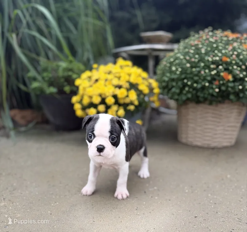 Brindle boy – Boston Terrier puppy for sale in Pearson, GA