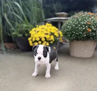 Brindle boy, a female Boston Terrier for sale in Pearson, GA – 1 of 4