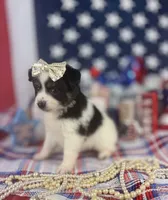 Toy Aussie girl, a female Toy Australian Shepherd for sale in Pearson, GA – 2 of 4