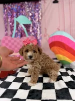 Toy Girl, a female Miniature Goldendoodle for sale in Pearson, GA – 3 of 4
