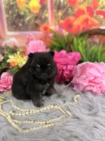 Male Pom , a male Pomeranian for sale in Pearson, GA – 4 of 4