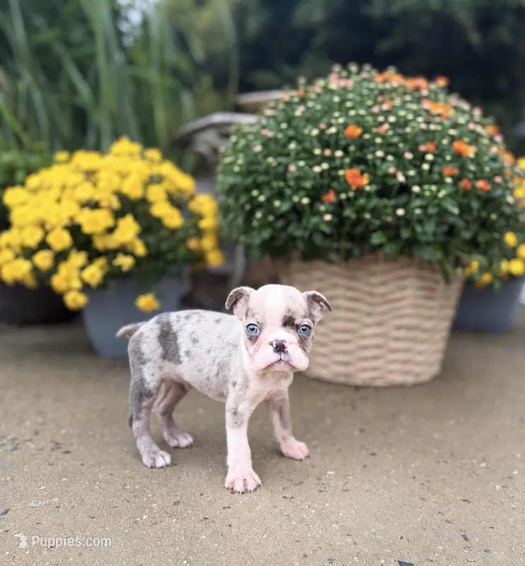 Tiny Merle boy – Boston Terrier puppy for sale in Pearson, GA