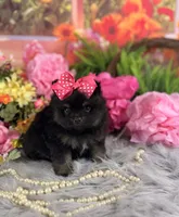 Girl Pom , a female Pomeranian for sale in Pearson, GA – 2 of 3