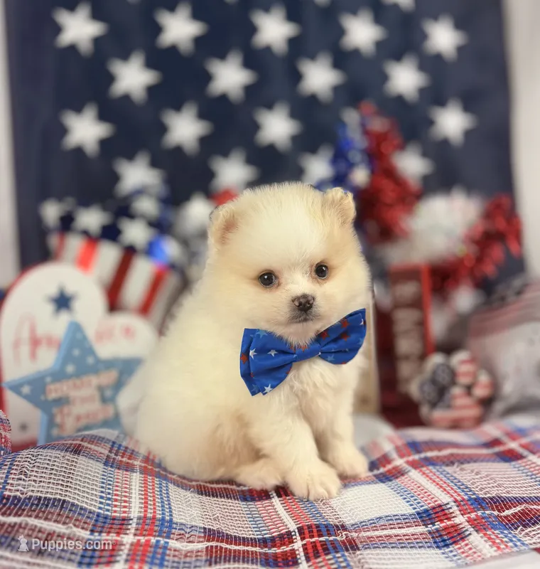 Cream Boy – Pomeranian puppy for sale in Pearson, GA