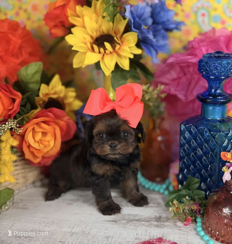 Tcup Shorkie girl  – Shorkie puppy for sale in Pearson, GA