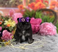 Pom female , a female Pomeranian for sale in Pearson, GA – 3 of 3