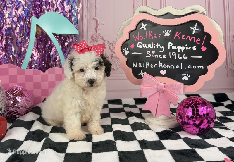Toy female  – Cavapoo puppy for sale in Pearson, GA