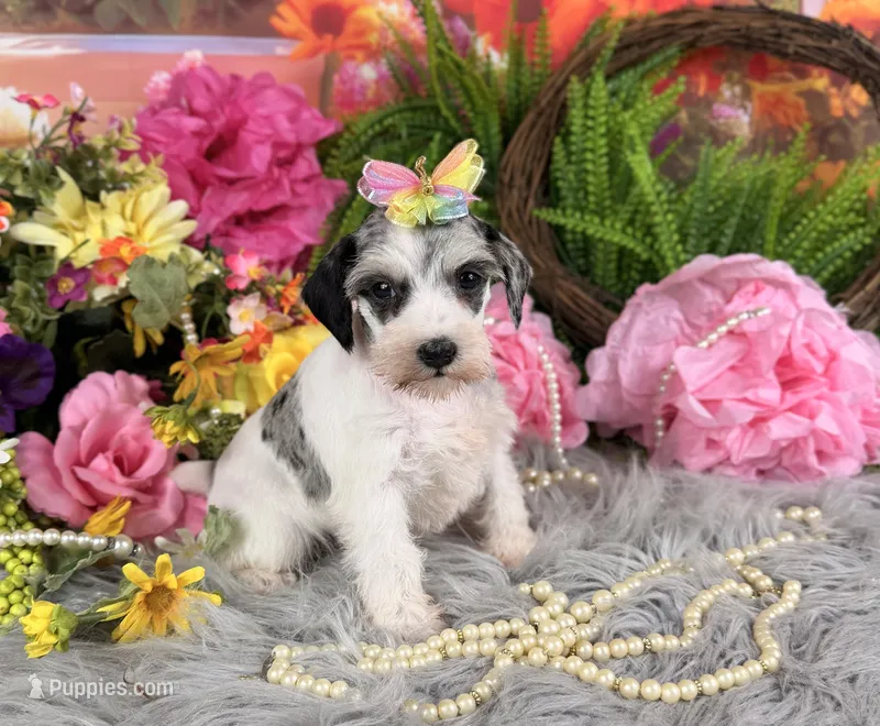 Parti Merle Girl – Miniature Schnauzer puppy for sale in Pearson, GA