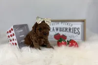 Tiny Toy Red Girl, a female Cavapoo for sale in Pearson, GA – Photo 8 of 9