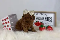 Tiny Toy Red Girl, a female Cavapoo for sale in Pearson, GA – Photo 5 of 9